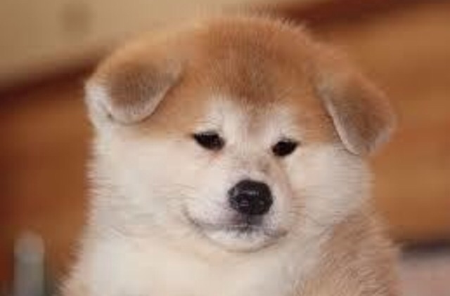 「人気犬種ランキング」 トイ・プードルが7連覇
