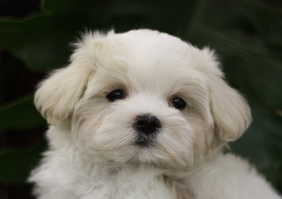 「人気犬種ランキング」 トイ・プードルが7連覇