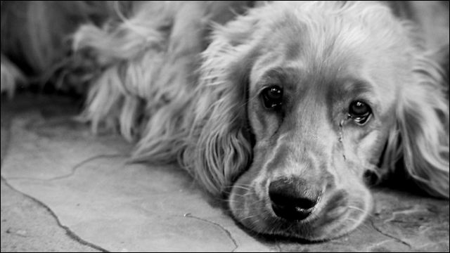 「人気犬種ランキング」 トイ・プードルが7連覇