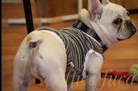 「人気犬種ランキング」 トイ・プードルが7連覇