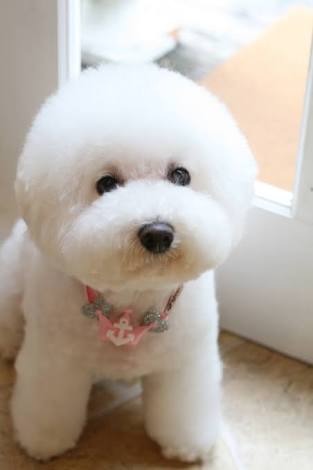 「人気犬種ランキング」 トイ・プードルが7連覇
