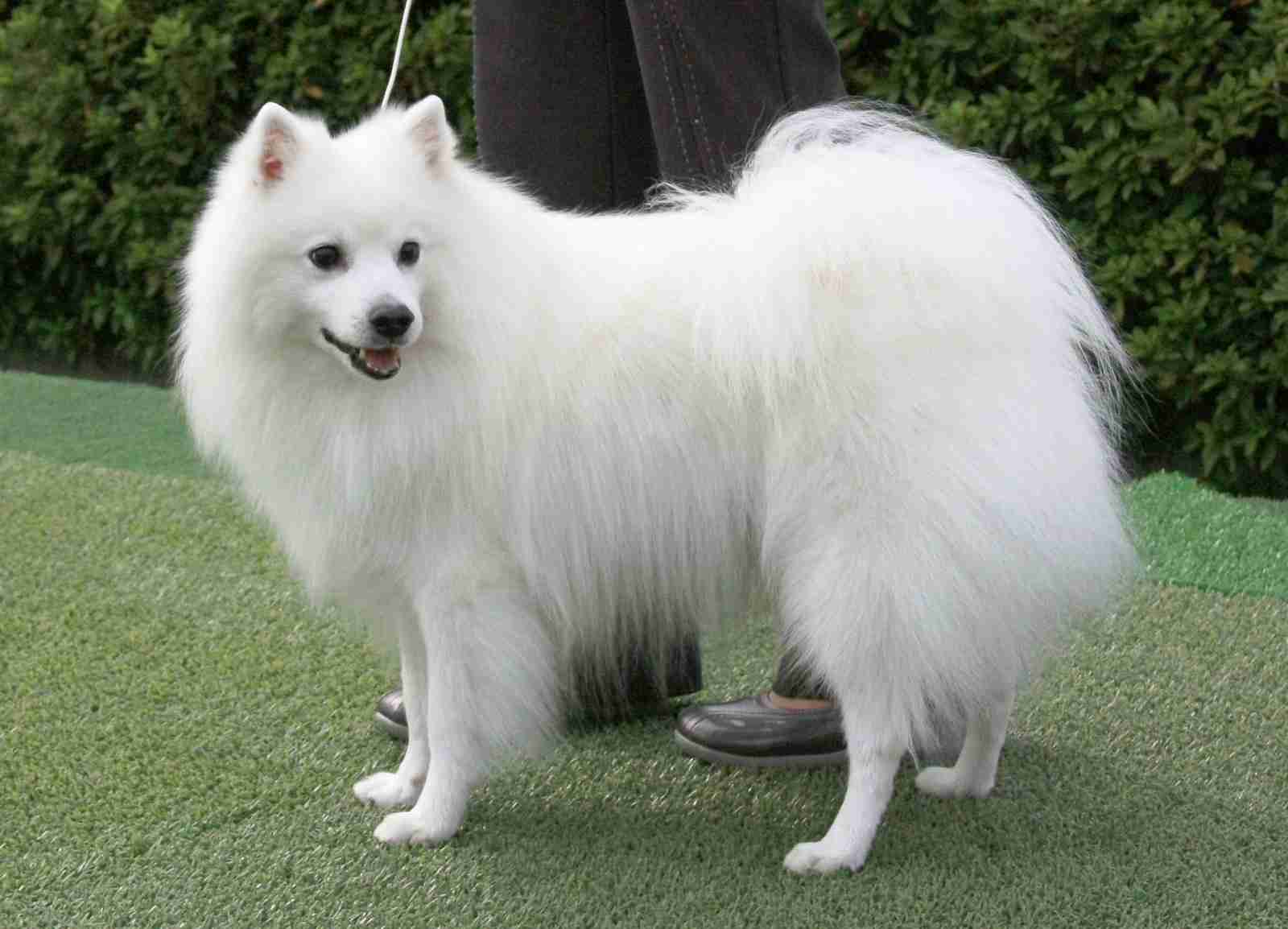 「人気犬種ランキング」 トイ・プードルが7連覇