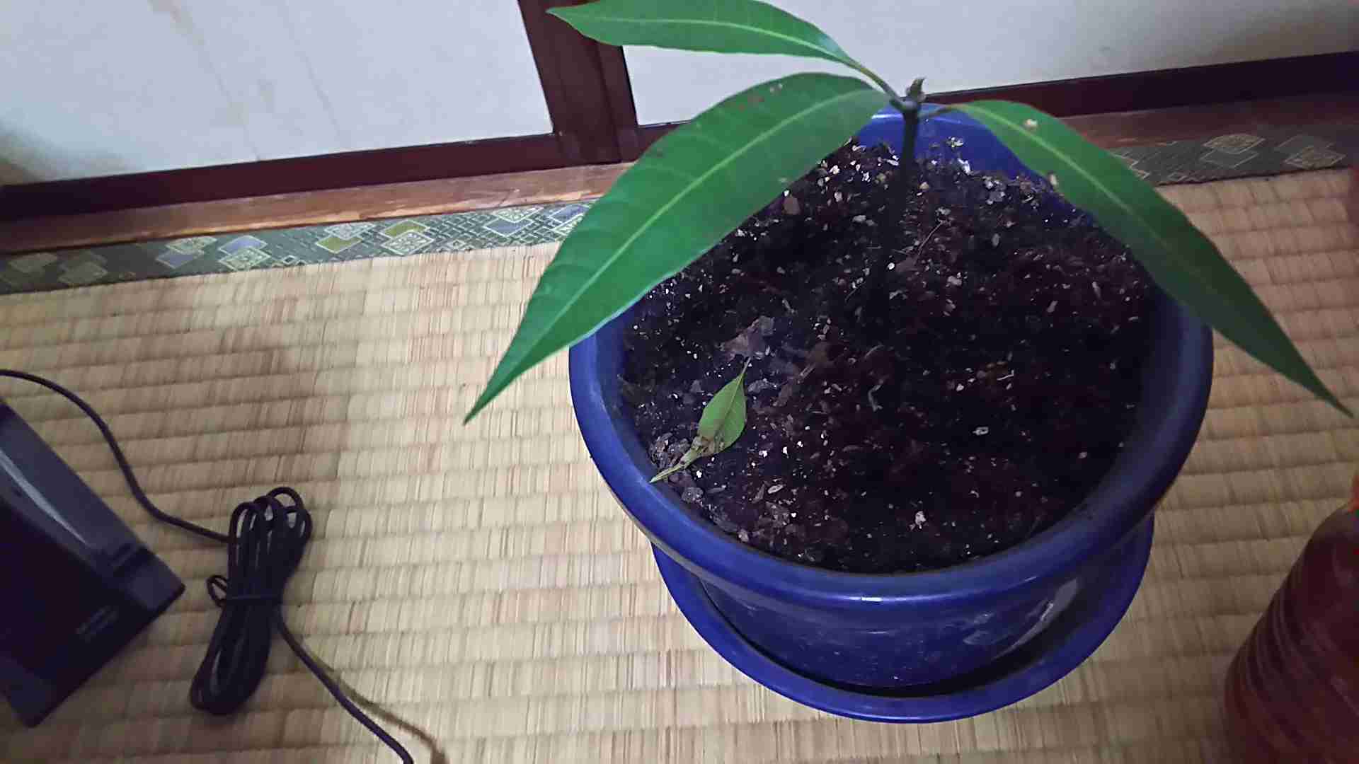 アボカド好き集まれ～！