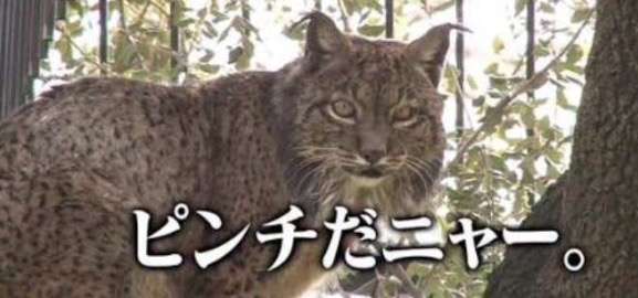 【イッテQ】ベッキーの騒動予見？今年の運勢「いい年とは言えない　疲れている」
