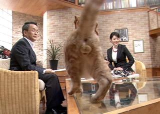 テレ東でお勧めの番組