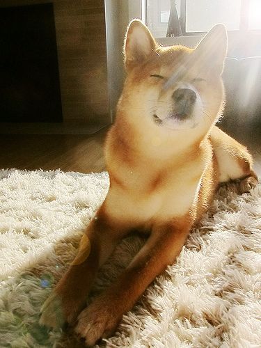 日向ぼっこしてる動物の画像