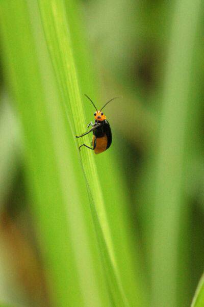 こっち見ないでの画像