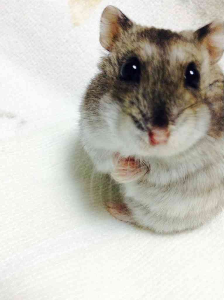 こっち見ないでの画像