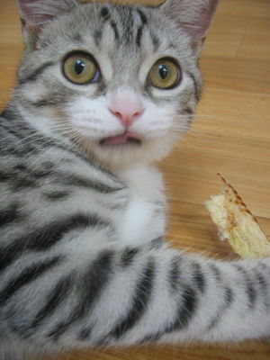 こっち見ないでの画像