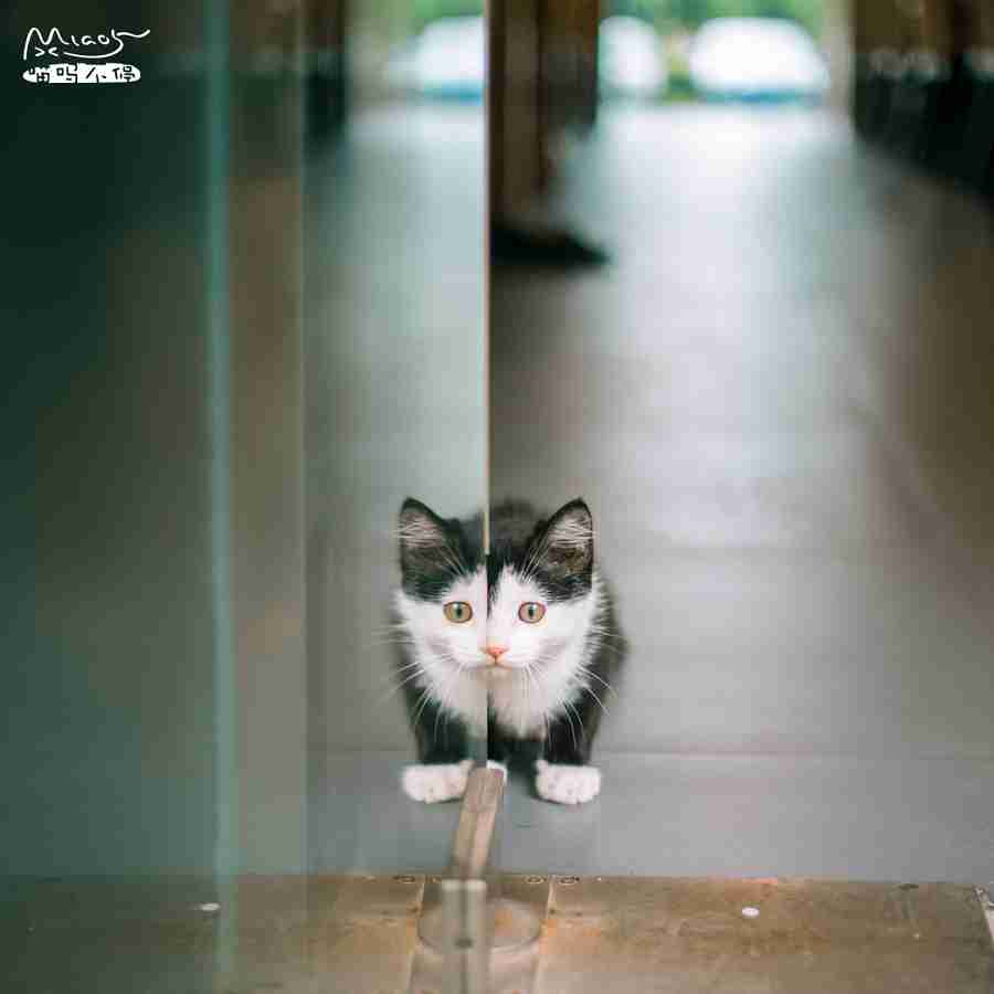 こっち見ないでの画像