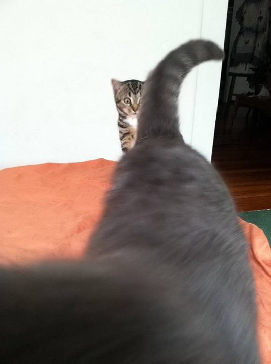 こっち見ないでの画像