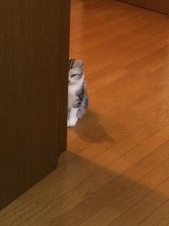 こっち見ないでの画像