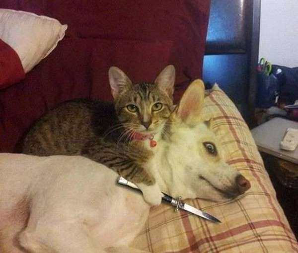 一瞬びっくりする画像を貼るトピ