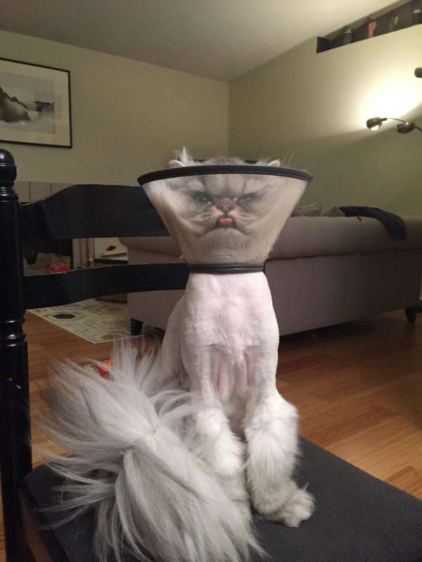 一瞬びっくりする画像を貼るトピ