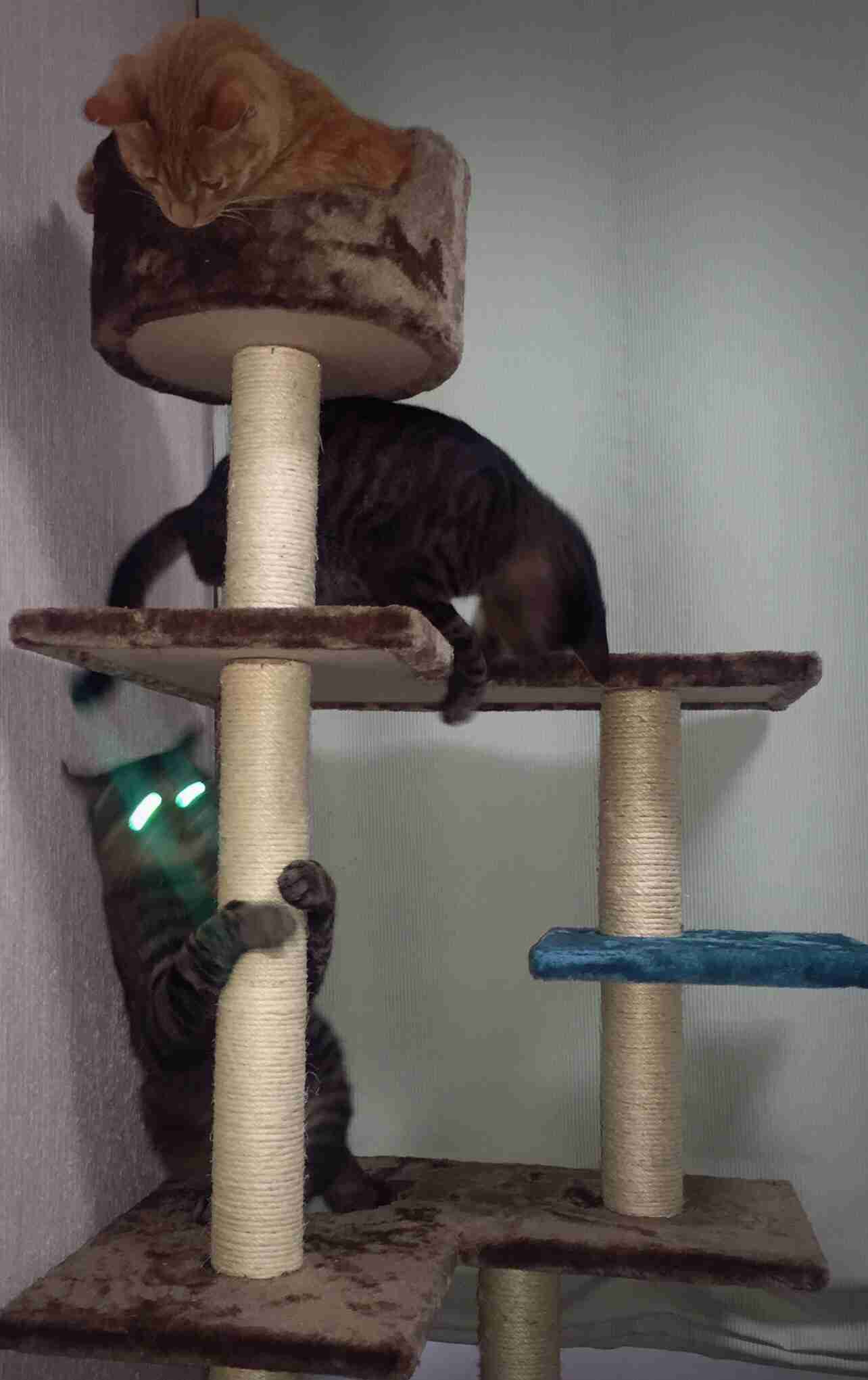 キャットタワーについて