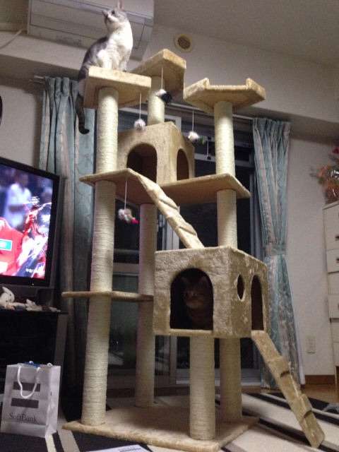 キャットタワーについて