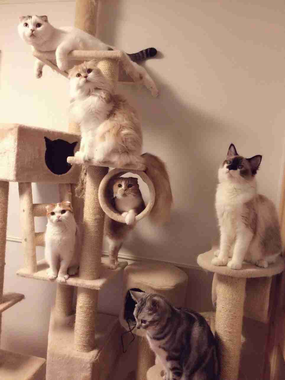 キャットタワーについて