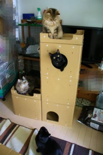 キャットタワーについて