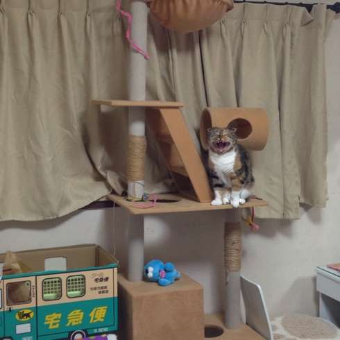 キャットタワーについて