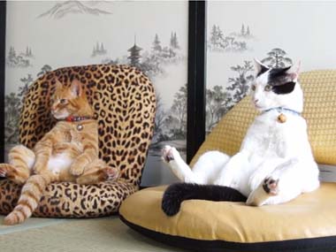 【画像】人間臭い動物鑑賞会