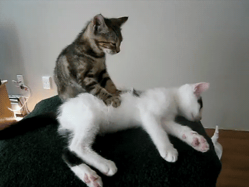 【画像】人間臭い動物鑑賞会