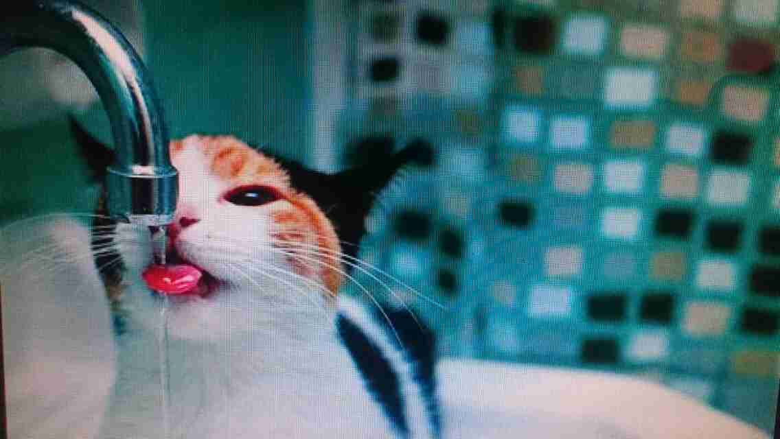 【画像】人間臭い動物鑑賞会