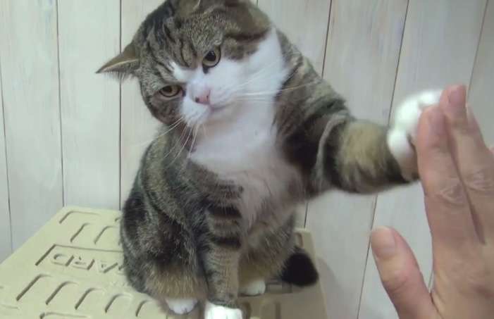 【画像】人間臭い動物鑑賞会
