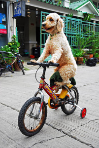 【画像】人間臭い動物鑑賞会