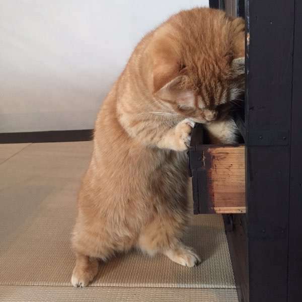【画像】人間臭い動物鑑賞会