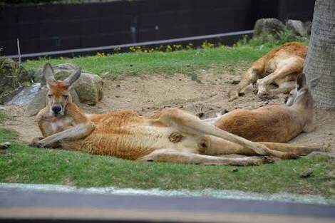 【画像】人間臭い動物鑑賞会