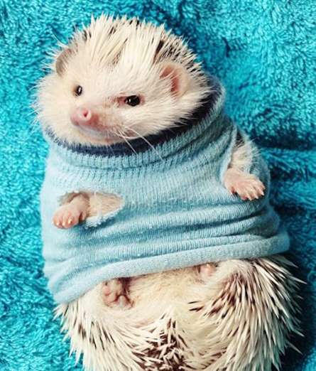 青系の画像をはるトピ