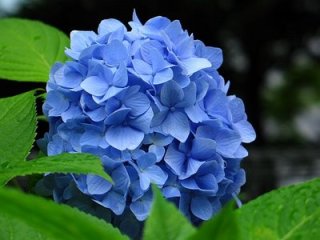 青系の画像をはるトピ