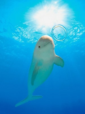 青系の画像をはるトピ