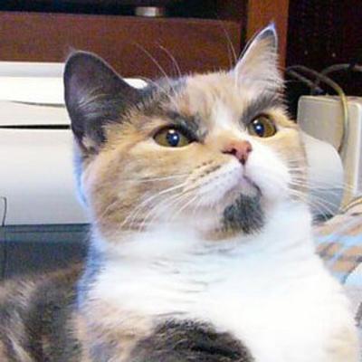 【猫の日】美形ネコ選手権