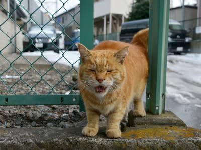 【猫の日】美形ネコ選手権
