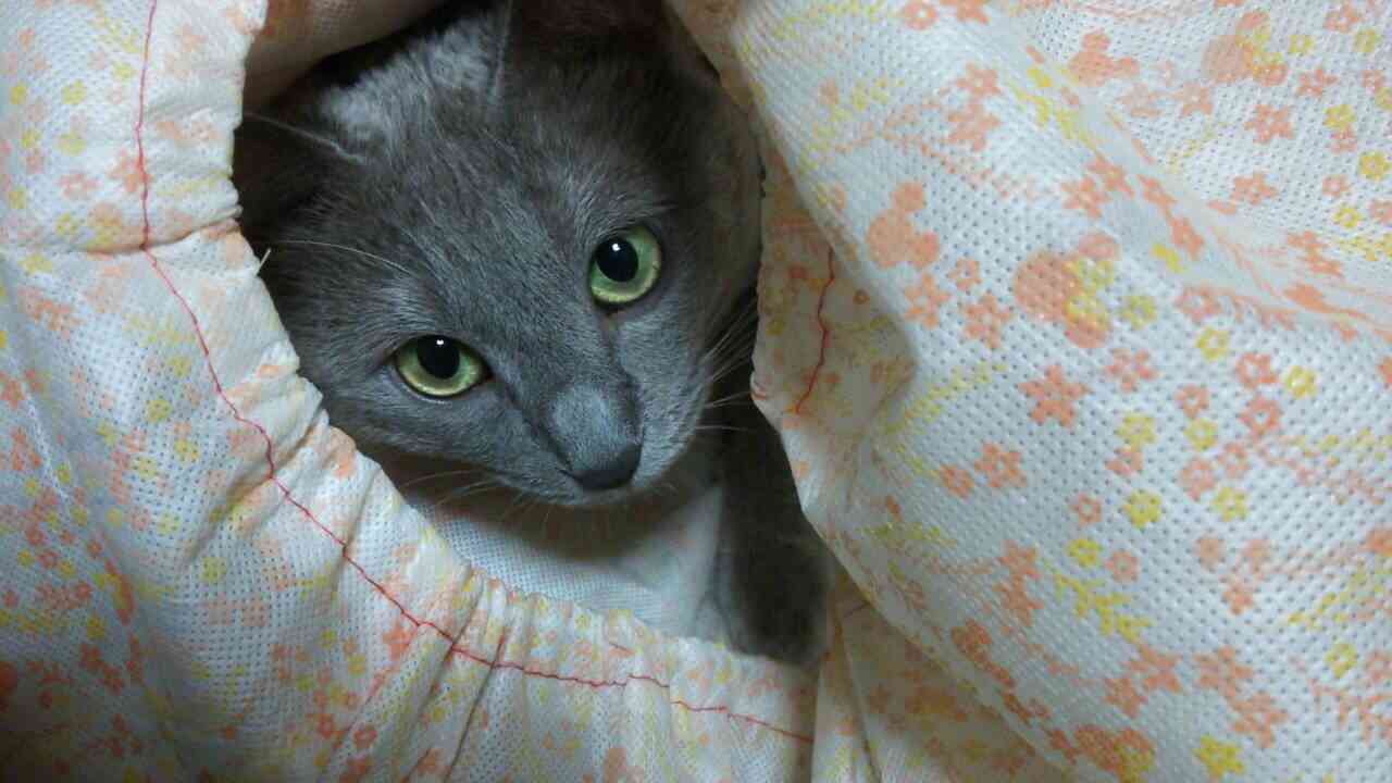 【猫の日】美形ネコ選手権