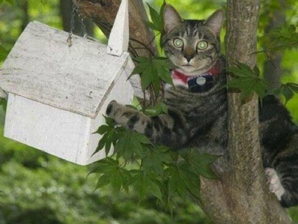 【猫の日】美形ネコ選手権