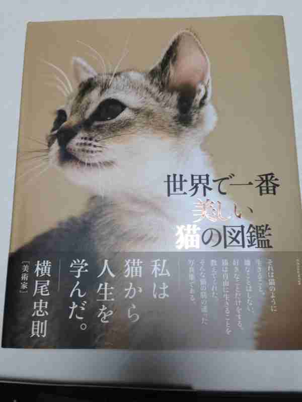 【猫の日】美形ネコ選手権