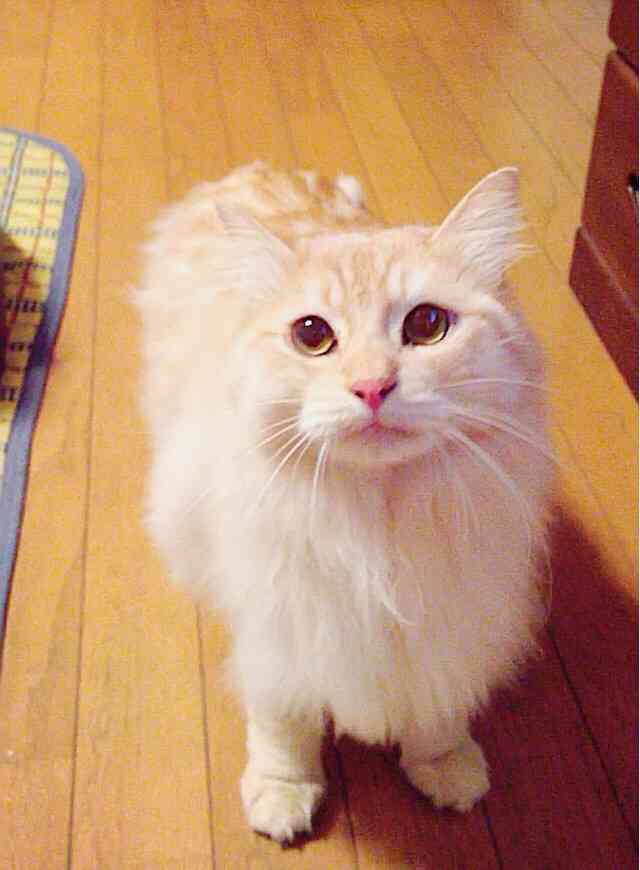 【猫の日】美形ネコ選手権