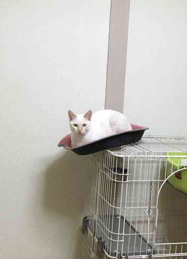 【猫の日】美形ネコ選手権