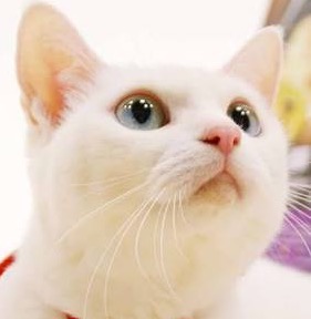 【猫の日】美形ネコ選手権