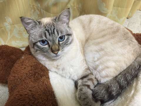 【猫の日】美形ネコ選手権