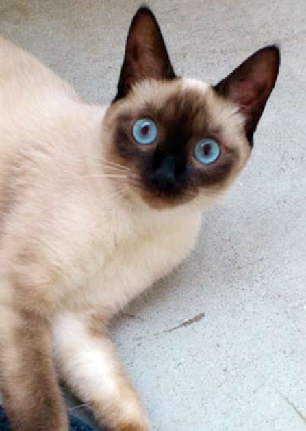 【猫の日】美形ネコ選手権