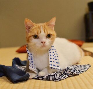 【猫の日】美形ネコ選手権