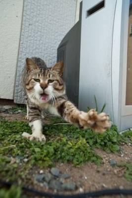 【猫の日】美形ネコ選手権