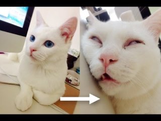 【猫の日】美形ネコ選手権