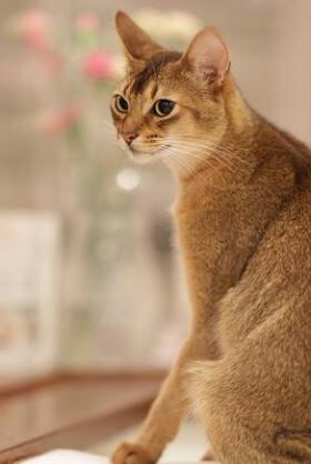 【猫の日】美形ネコ選手権