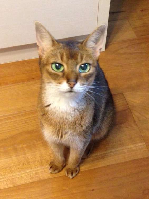 【猫の日】美形ネコ選手権