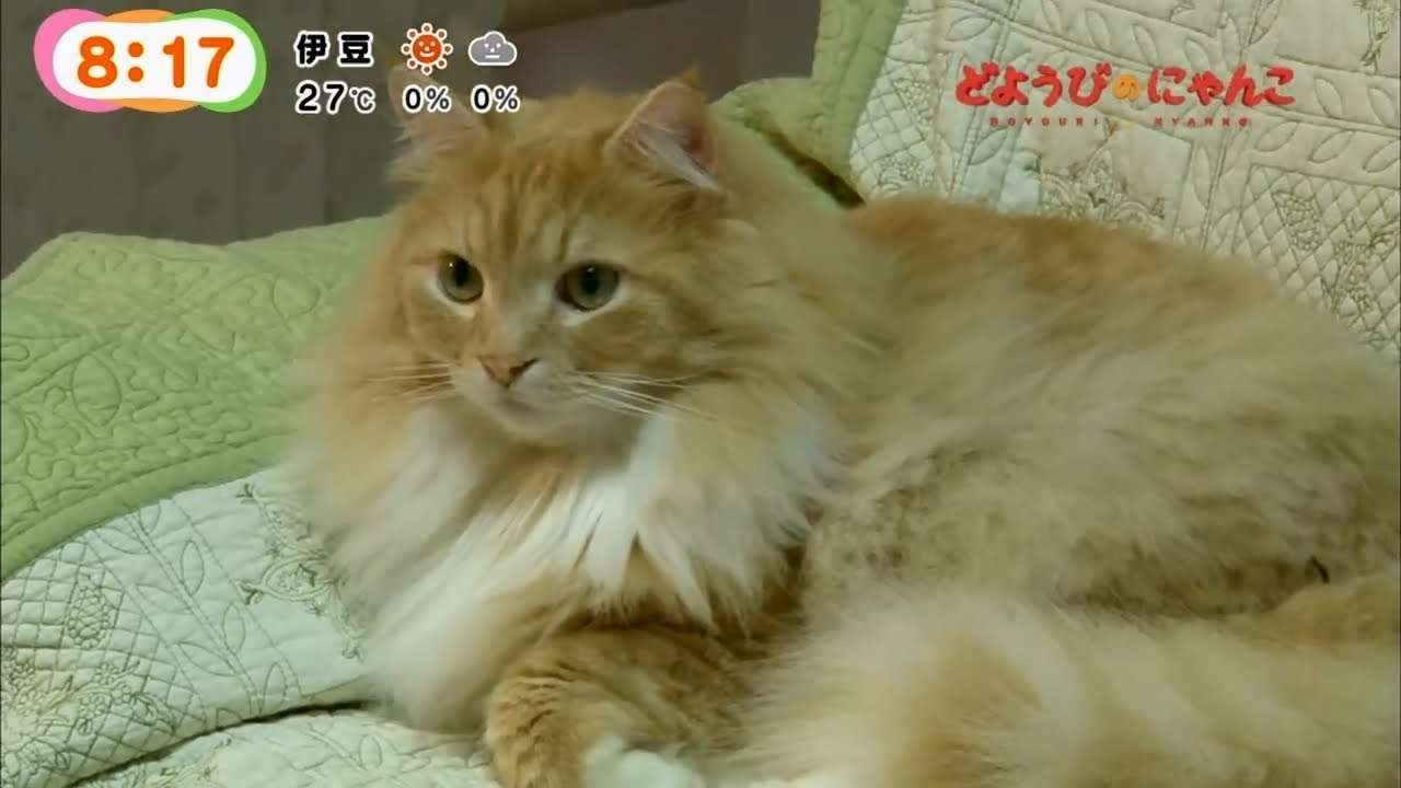 【猫の日】美形ネコ選手権