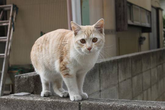 【猫の日】美形ネコ選手権